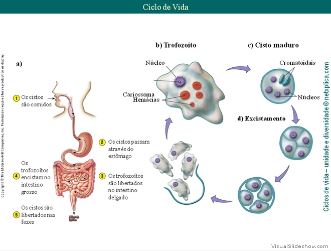 Diapositivo22