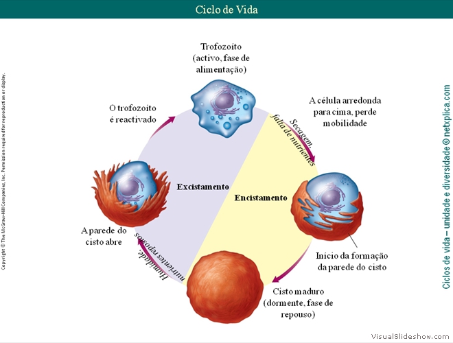 Diapositivo23