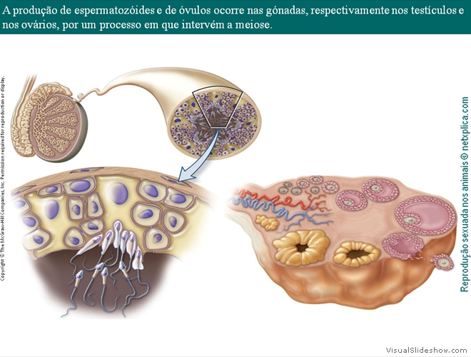 Diapositivo25