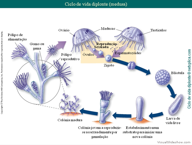 Diapositivo29