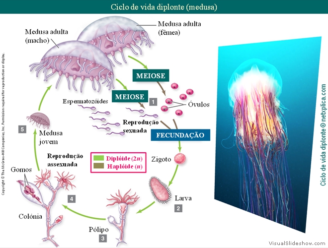 Diapositivo30