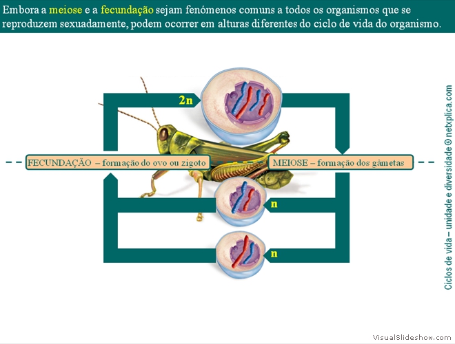 Diapositivo5