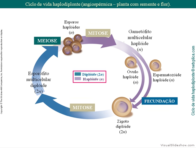 Diapositivo50