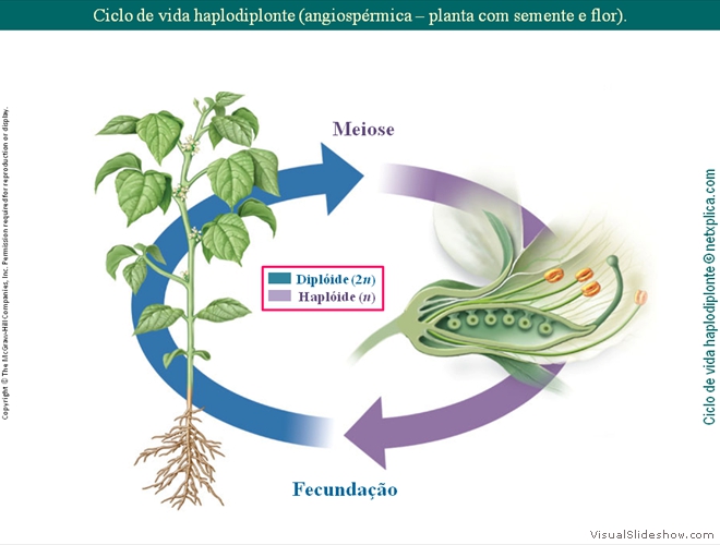 Diapositivo51