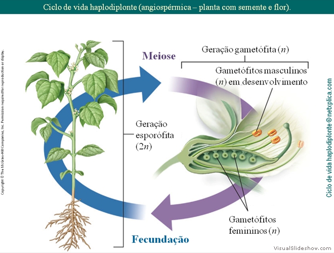 Diapositivo52