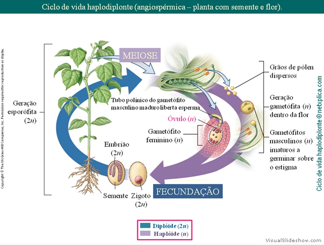 Diapositivo53