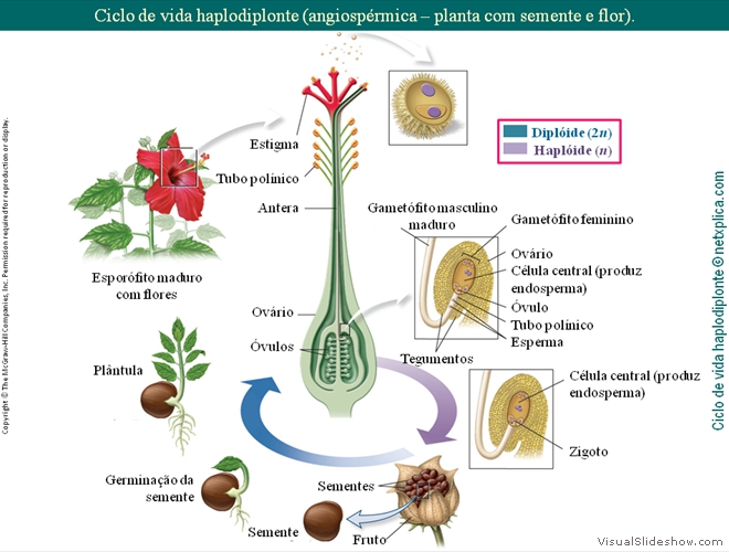 Diapositivo57