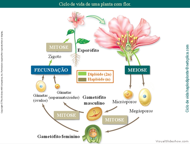 Diapositivo58