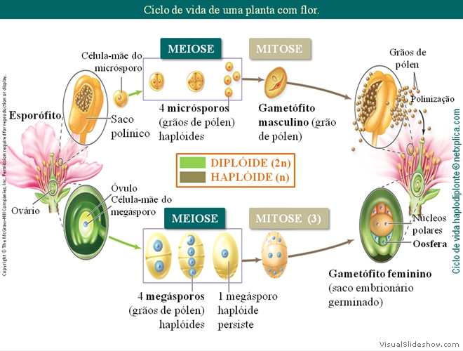 Diapositivo59