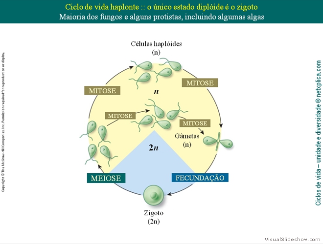 Diapositivo7