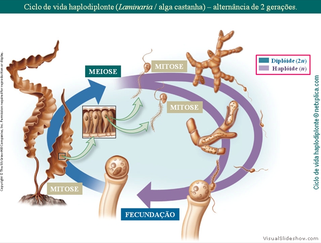 Diapositivo71