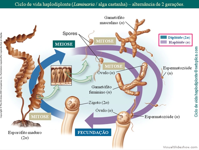 Diapositivo72