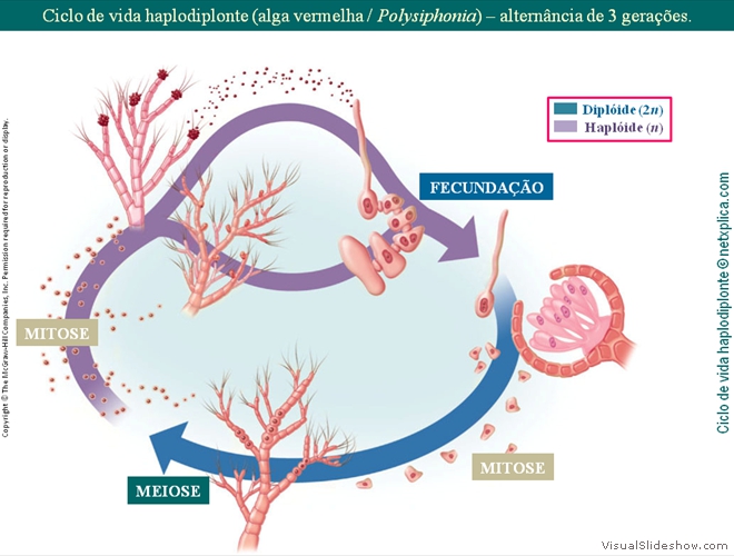 Diapositivo73