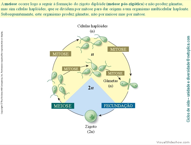 Diapositivo8