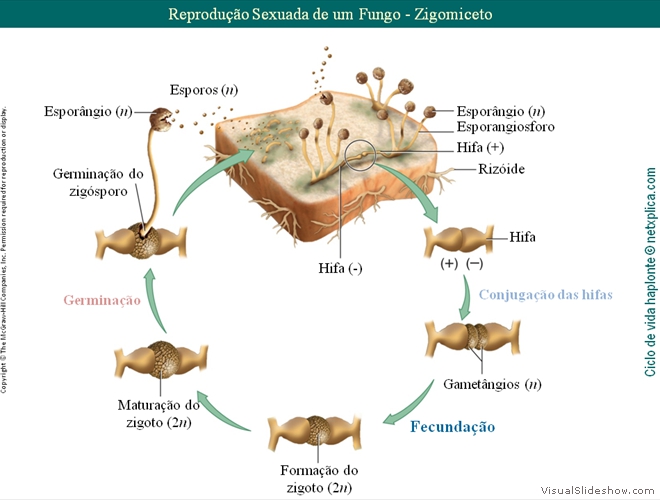 Diapositivo82