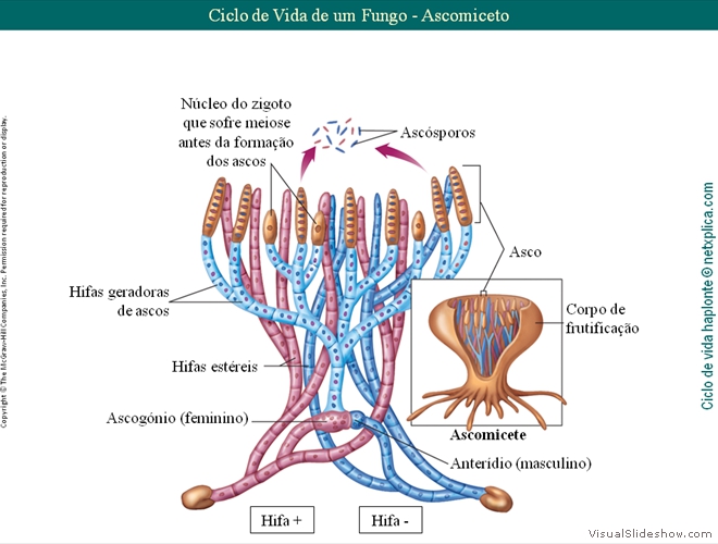 Diapositivo86