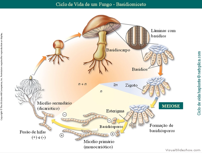 Diapositivo87