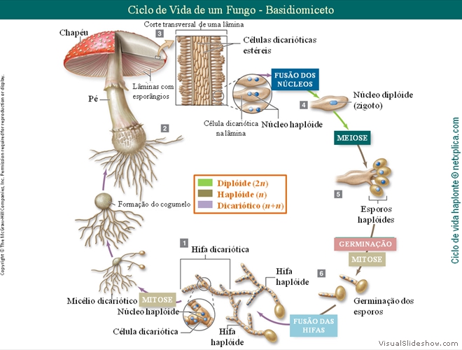 Diapositivo88