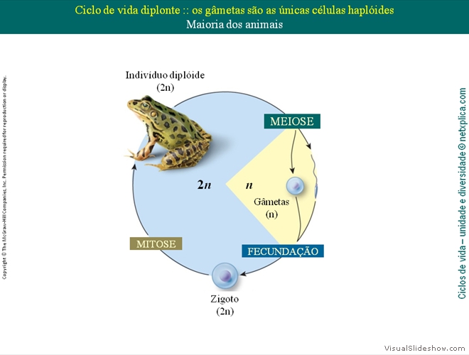 Diapositivo9