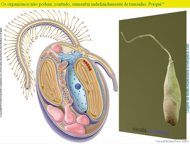 Diapositivo13