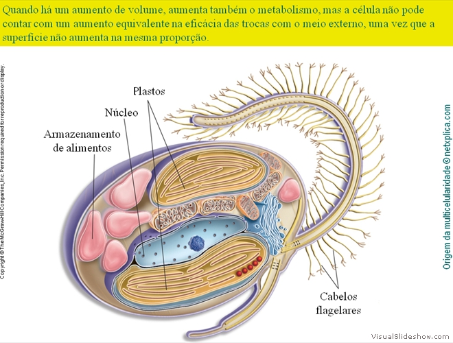 Diapositivo16