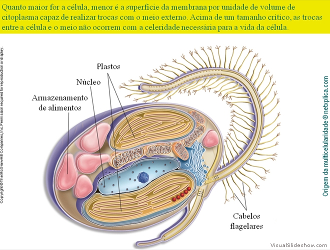 Diapositivo17