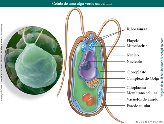 Diapositivo68