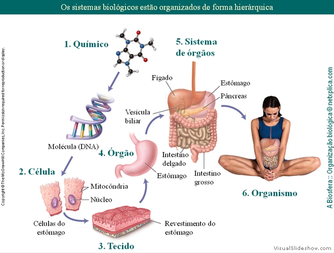 Diapositivo91