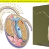 Diapositivo13