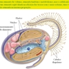 Diapositivo16