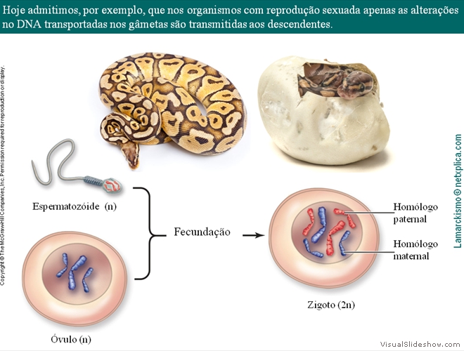 Diapositivo26