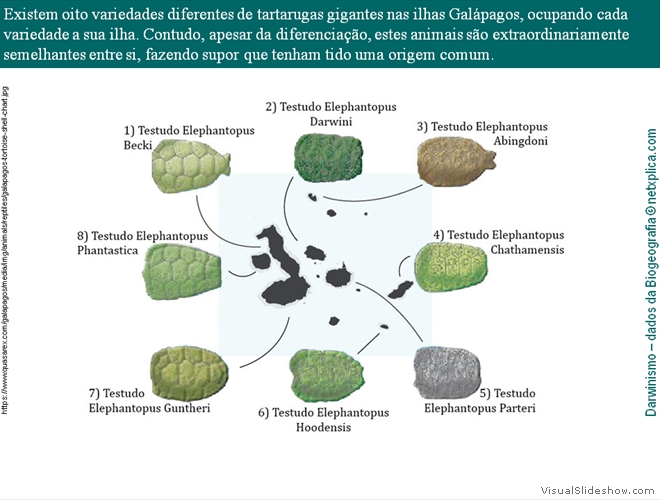 Diapositivo31