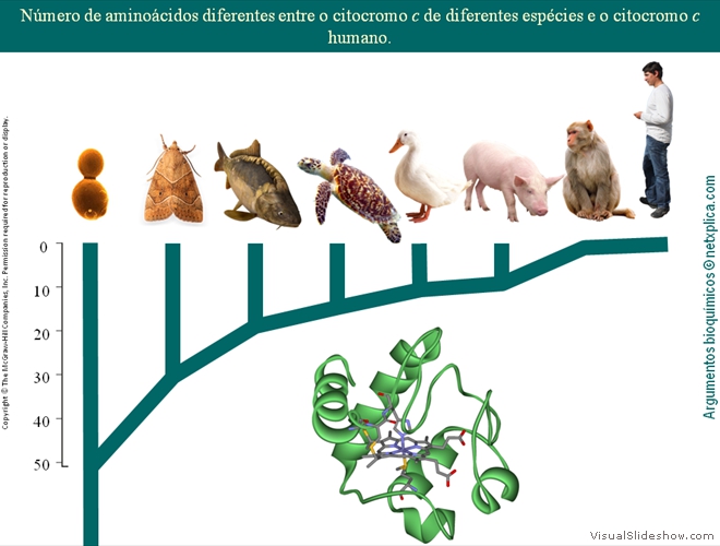Diapositivo114
