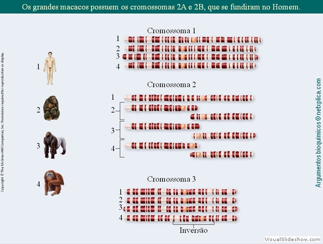 Diapositivo131