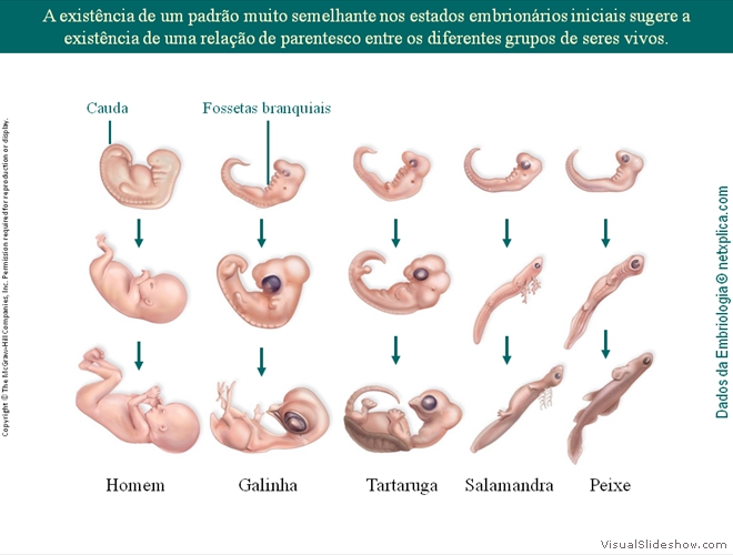 Diapositivo95
