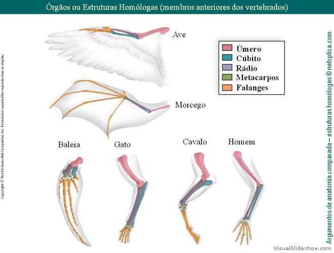 Diapositivo14