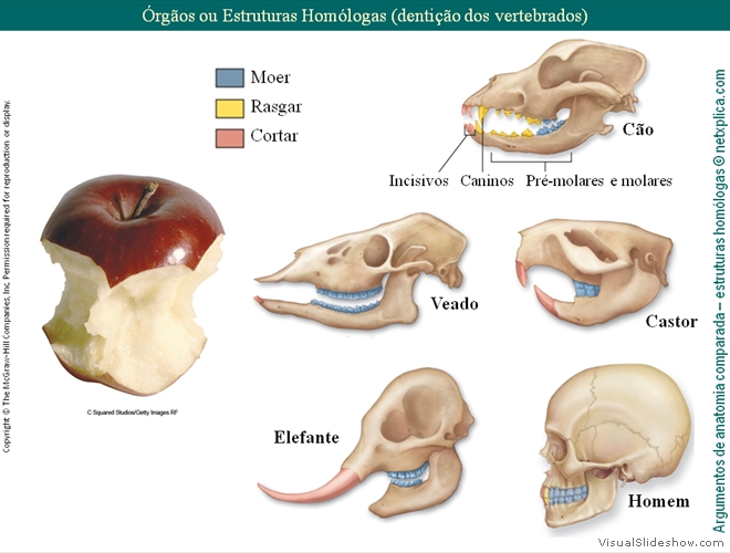 Diapositivo25