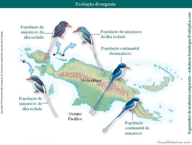 Diapositivo36