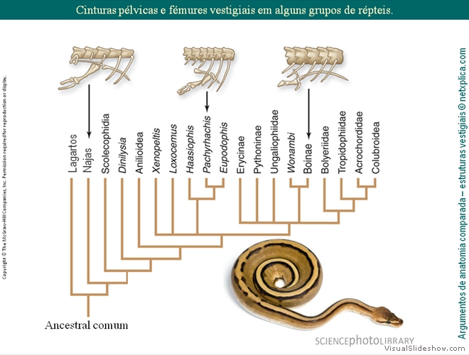 Diapositivo59