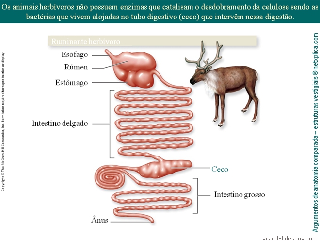 Diapositivo69