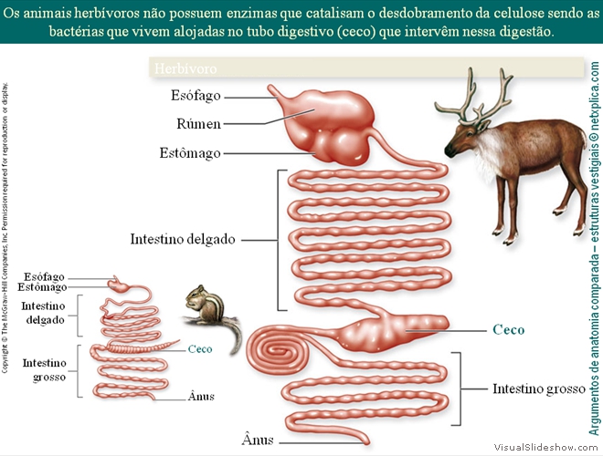 Diapositivo70