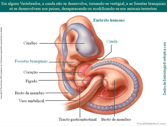 Diapositivo91