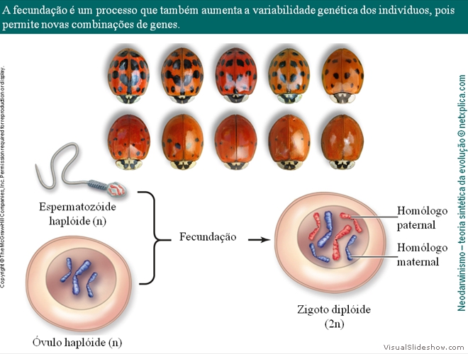 Diapositivo22