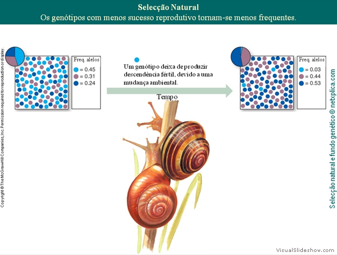 Diapositivo32