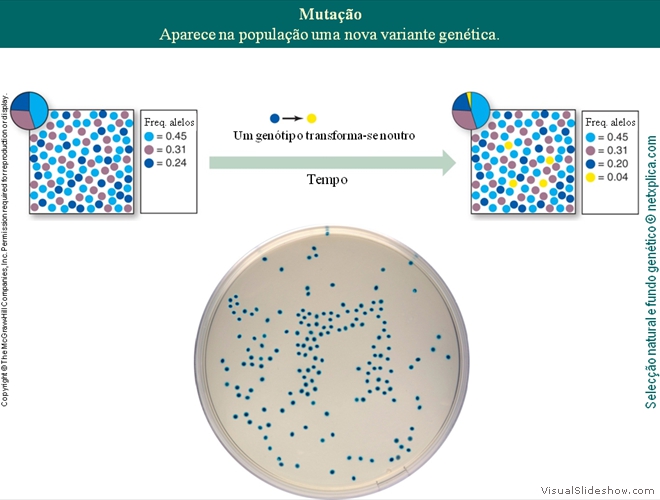 Diapositivo33