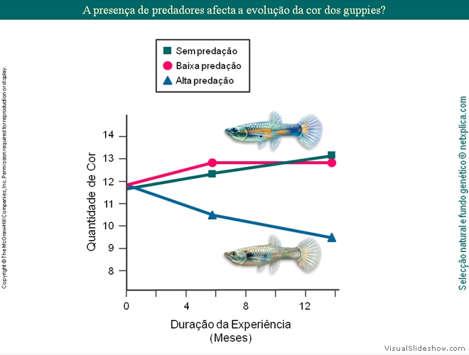 Diapositivo37