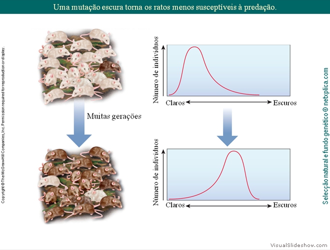 Diapositivo40