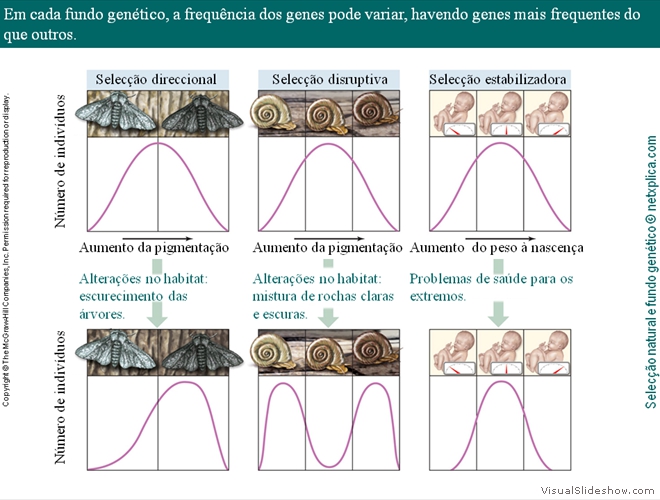 Diapositivo42