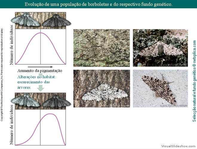 Diapositivo46