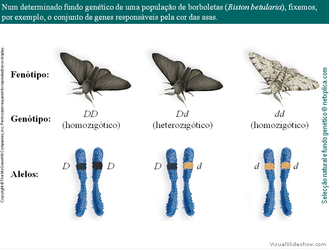 Diapositivo47